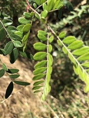 Gleditsia triacanthos