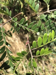 Gleditsia triacanthos
