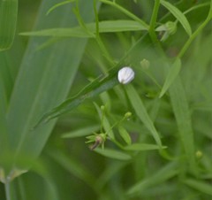 Campanula aparinoides