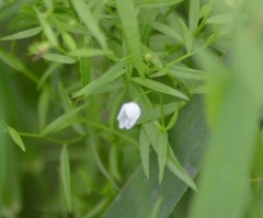 Campanula aparinoides