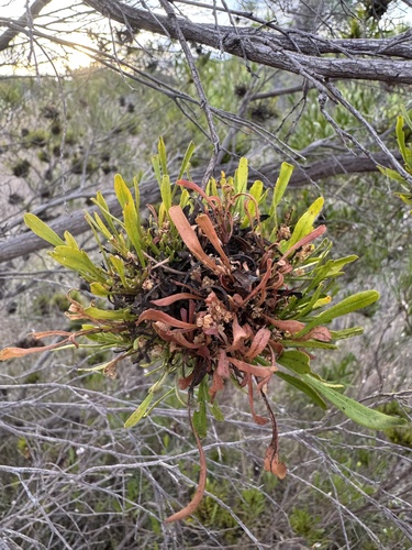 Dodonaea viscosa observed 2025-02-12
