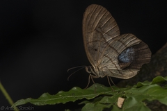 Pierella hortona