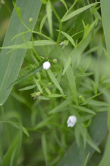 Campanula aparinoides
