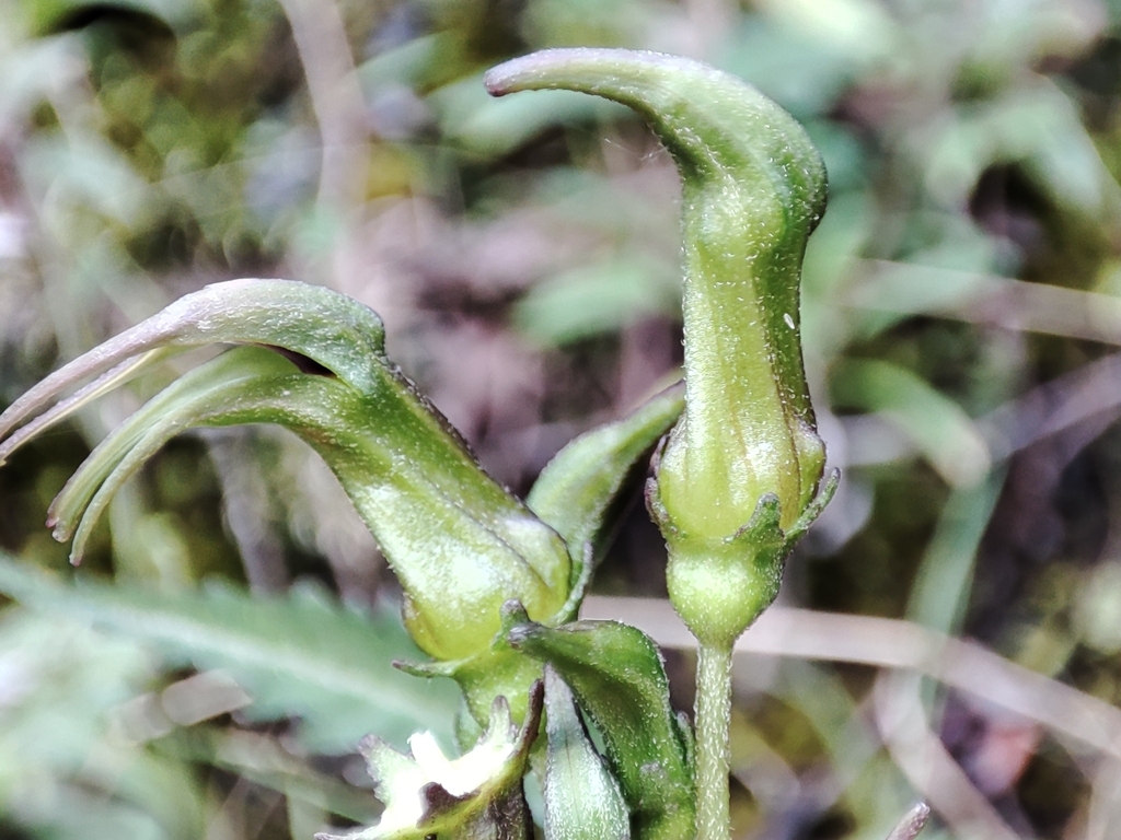 Burmeistera rostrata