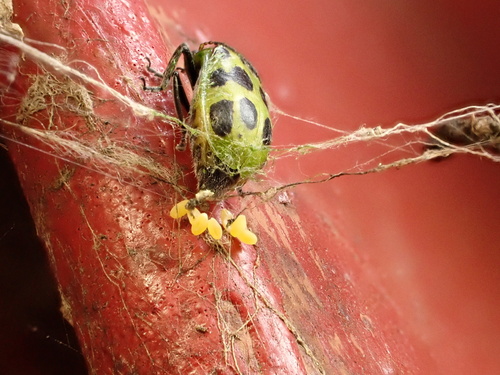 Spotted cucumber beetle