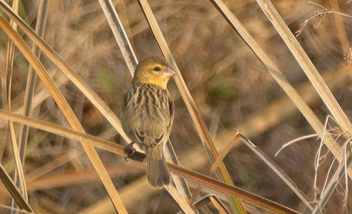 Asian Golden Weaver