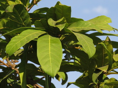 Meliaceae