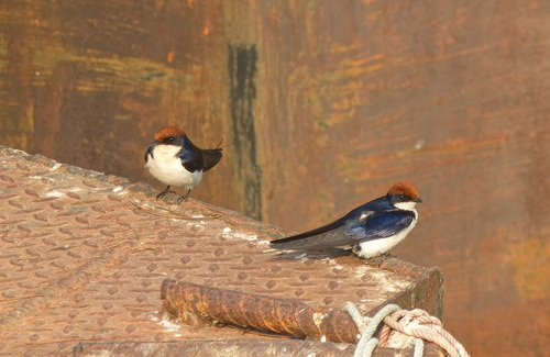 Wire-tailed Swallow