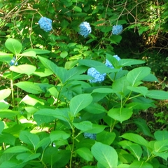 Hydrangea macrophylla