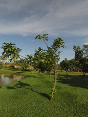 Meliaceae