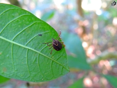 Amblyomma cajennense
