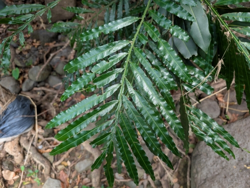 Image of Filicium decipiens by (c) Damien Wallace, some rights reserved (CC BY)