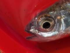 Texas Shiner photo 5