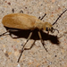 Brown Blister Beetle - Photo (c) ellen hildebrandt, some rights reserved (CC BY-NC), uploaded by ellen hildebrandt