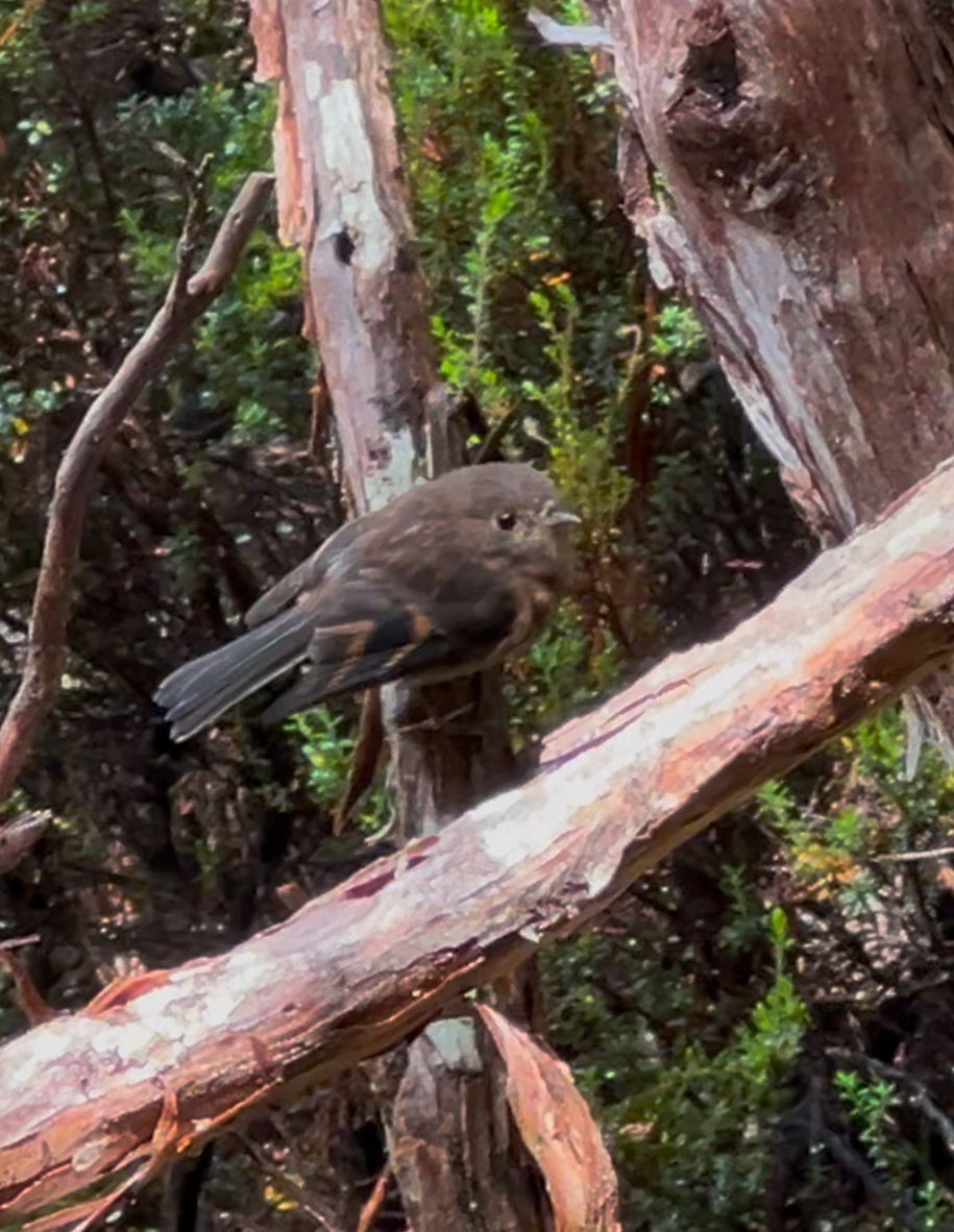 Pink Robin (Petroica rodinogaster), photo 6