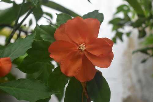 Foto de Rosa-de-pedra
