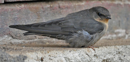 Red-throated Crag-Martin