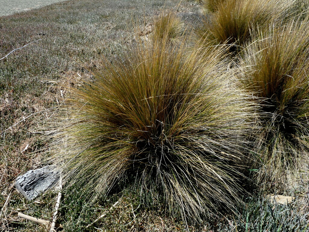 coastal immorality grass
