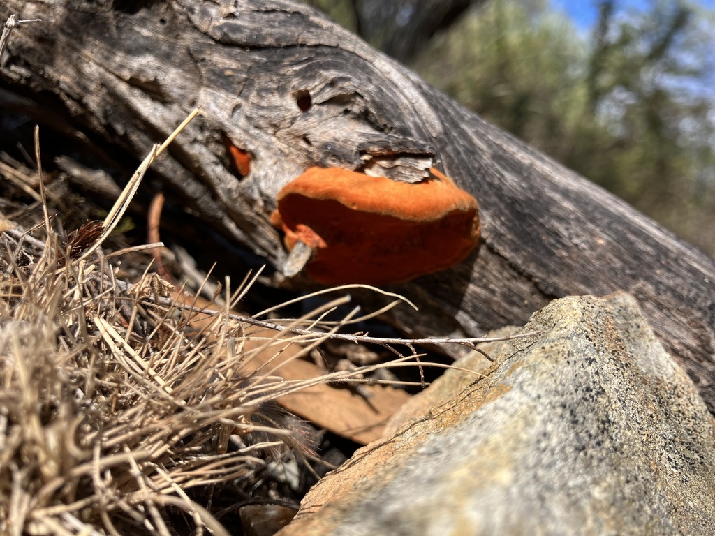 Trametes coccinea · February 2025 · photo: © ttsquid (iNaturalist, cc-by)