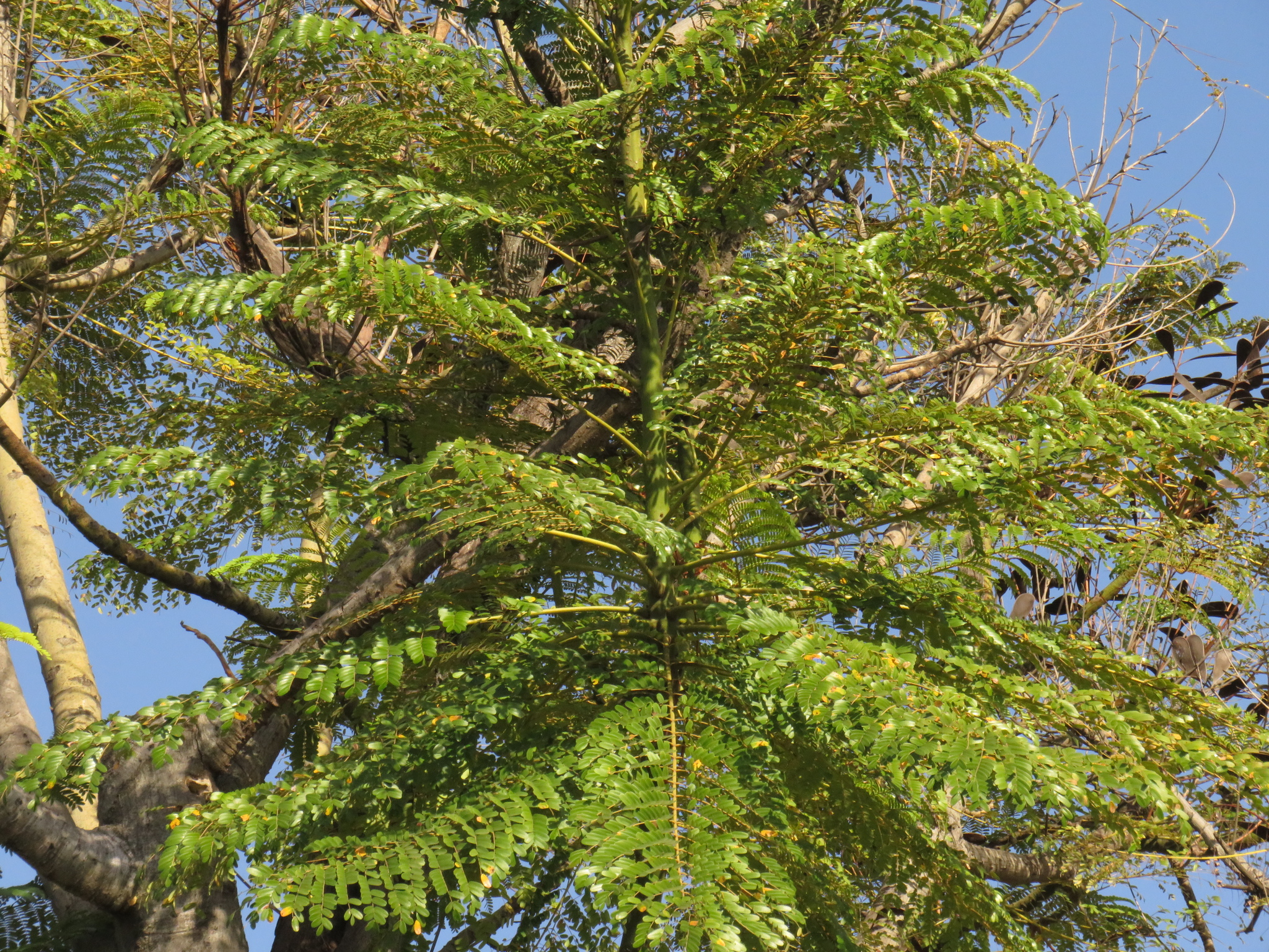 Schizolobium