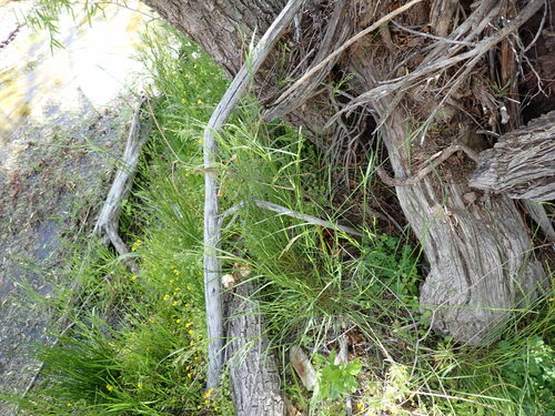 Agrostis scabra iNat (2)