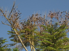 Schizolobium parahyba
