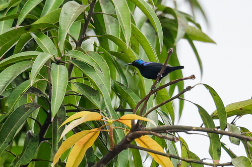 Pemba Sunbird (Cinnyris pembae), photo 3