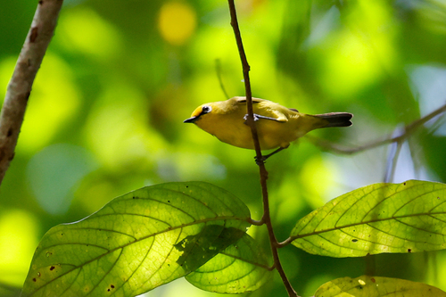 Pemba White-eye (Zosterops vaughani)