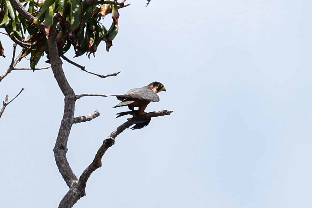 African Hobby (Falco cuvierii), photo 4