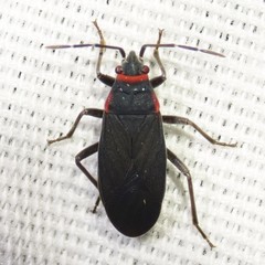 Melacoryphus rubicollis