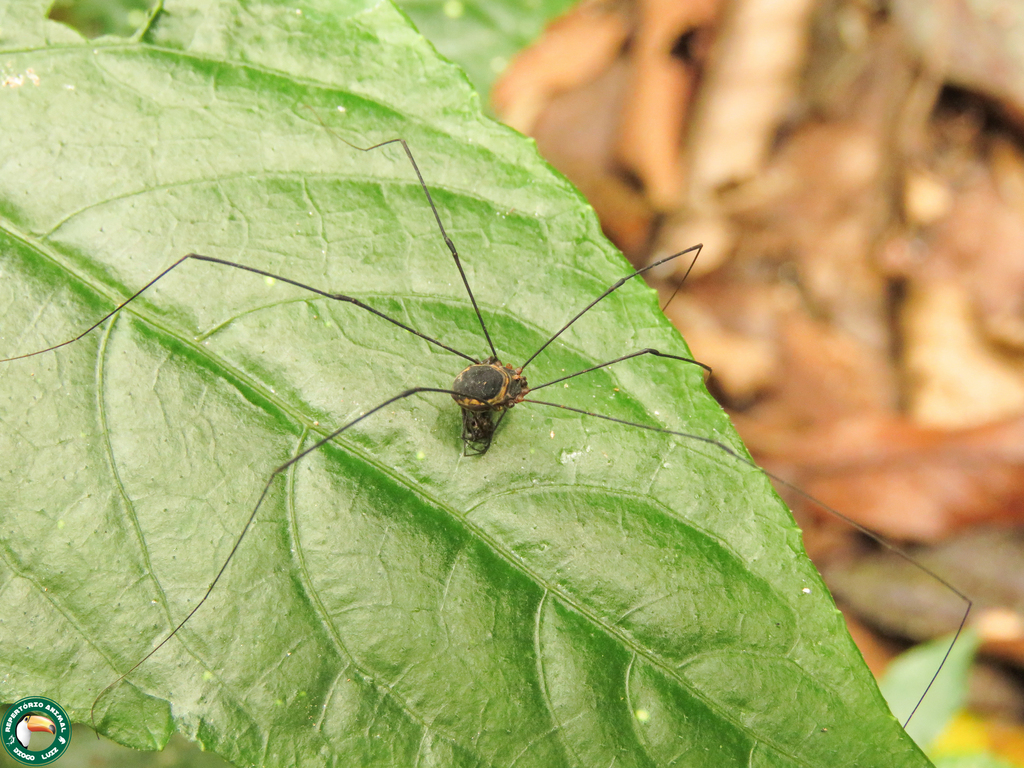 daddy longlegs