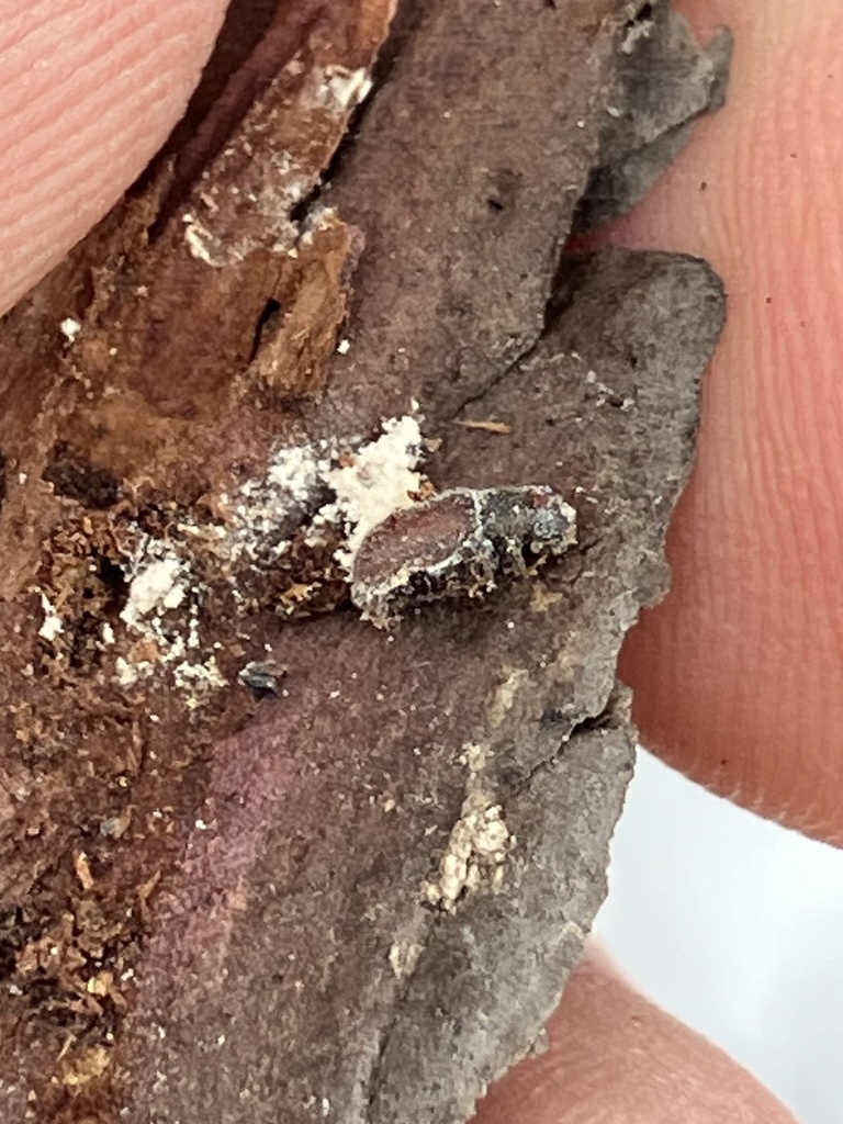 Eastern Larch Beetle