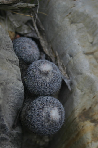 Epithelantha spinosior