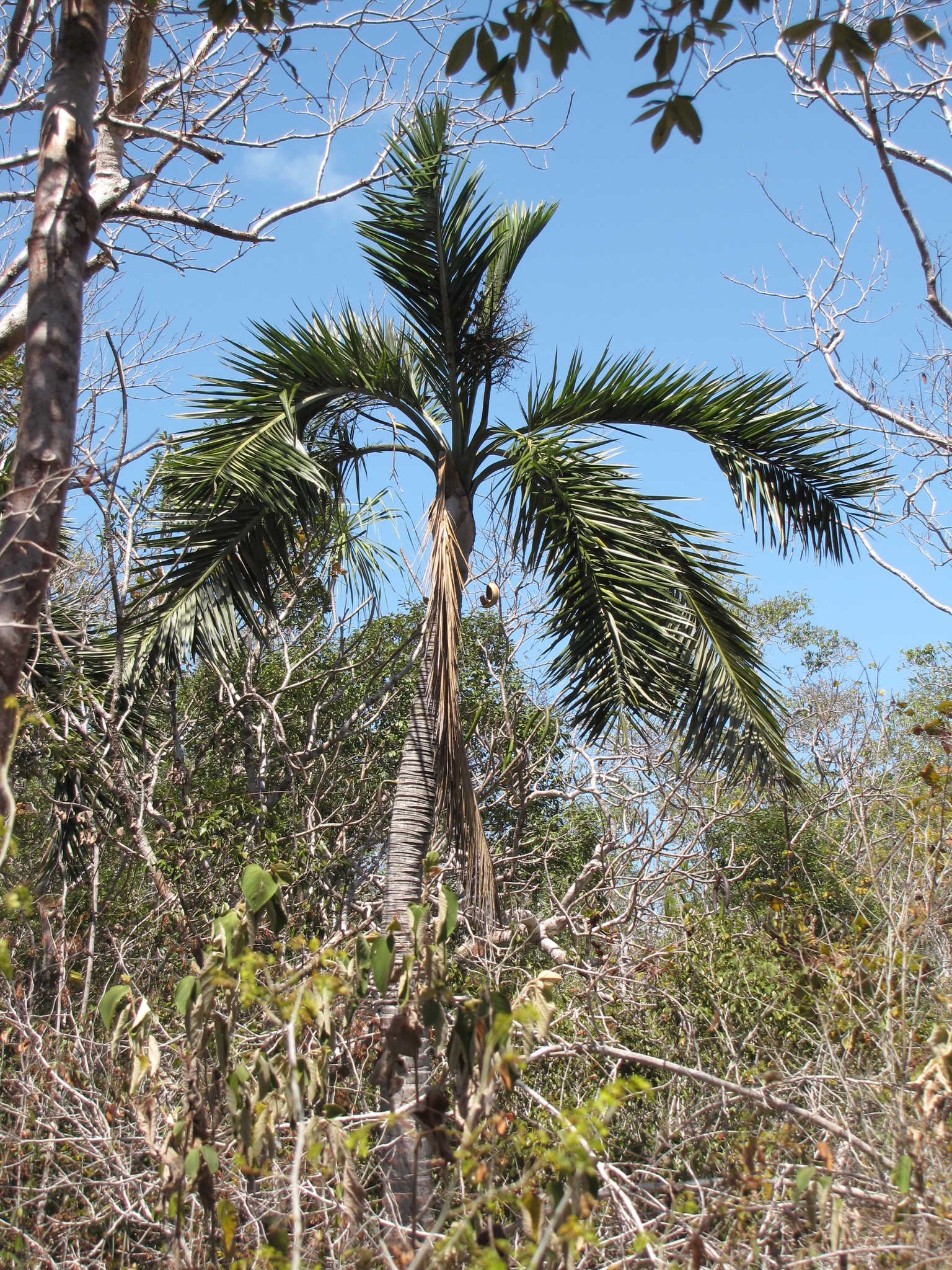 Pseudophoenix sargentii
