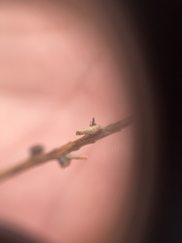 Larch Casebearer Moth photo 4