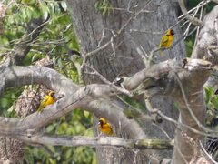 Ploceus cucullatus abyssinicus