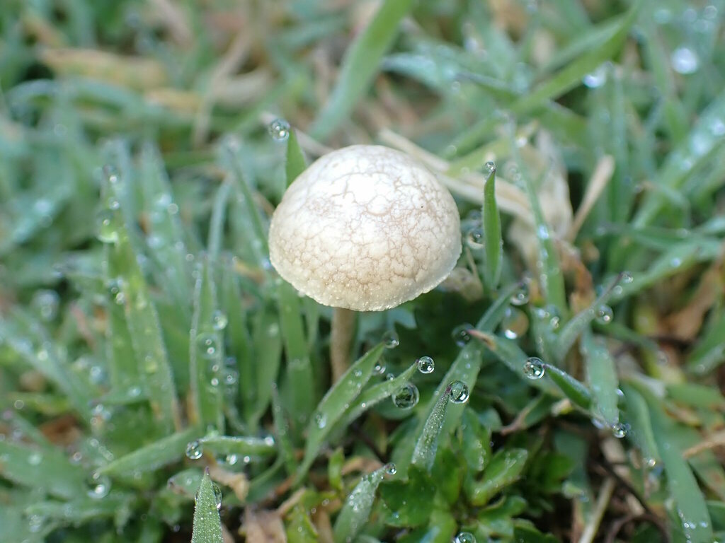 Agrocybe pediades · February 2025 · photo: © agoranomos (iNaturalist, cc0)