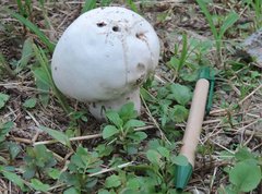 Calvatia lilacina