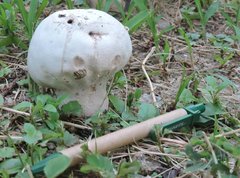 Calvatia lilacina