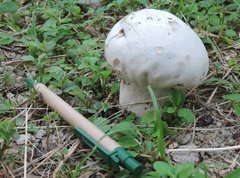 Calvatia lilacina