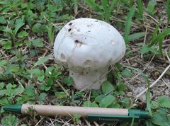 Calvatia lilacina