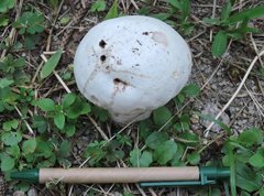 Calvatia lilacina
