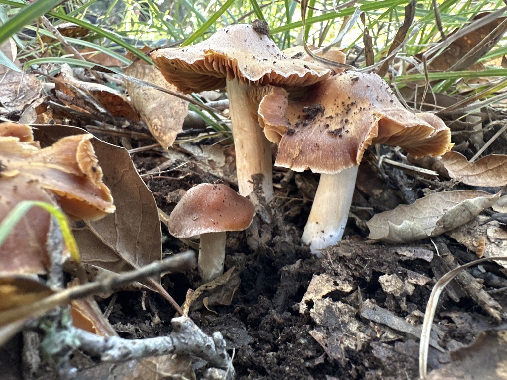 Cortinarius sp. 'CA89'