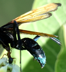 Pepsis basifusca
