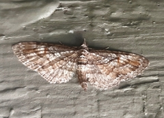 Eupithecia graefii