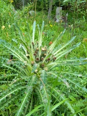 Cirsium scariosum