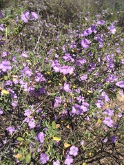 Leucophyllum laevigatum