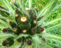 Cirsium scariosum