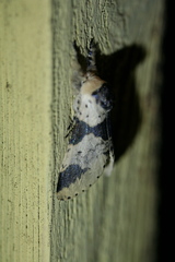 Furcula scolopendrina