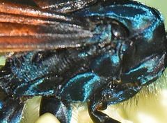 Pepsis basifusca